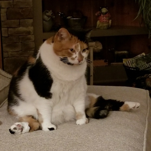 Meet our critters! - Picture 2 of 8